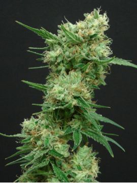 White Widow